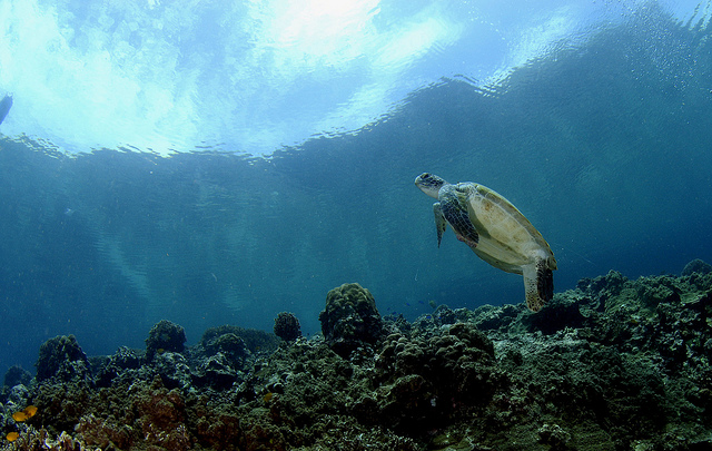 tortues-moalboal-4